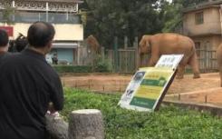 游客用裹塑料袋苹果投喂大象