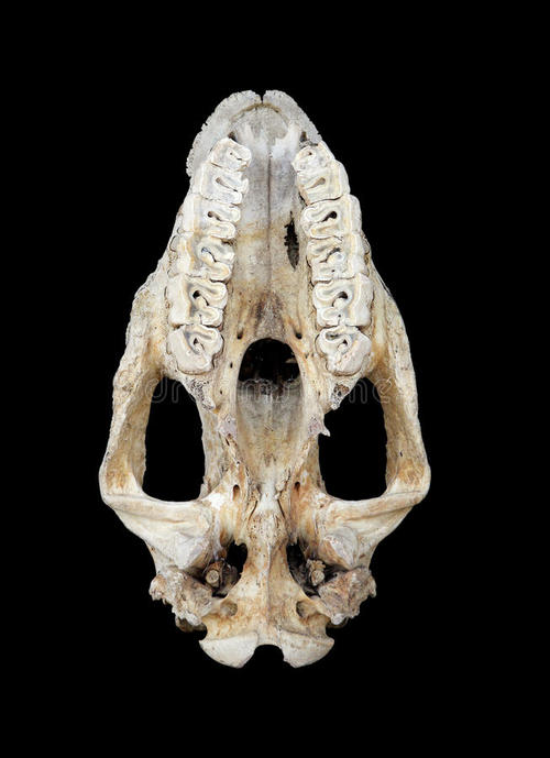 俄罗斯半岛首次发现古代雄性犀牛的颅骨