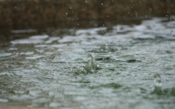 2020年6月三大洋对破纪录降雨的综合影响