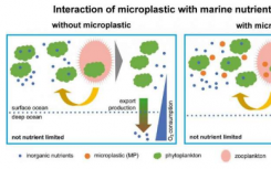 微塑料会影响全球营养循环和海洋中的氧气含量