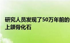 研究人员发现了50万年前的一种大型犬科动物似野犬异豺的上颌骨化石