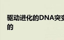 驱动进化的DNA突变通常被认为是相当随机的