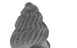 蜗牛壳化石为分析古代海洋化学提供了新工具