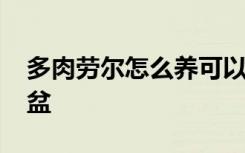 多肉劳尔怎么养可以爆盆 多肉劳尔如何养爆盆