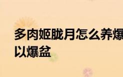 多肉姬胧月怎么养爆盆 多怎么养肉姬胧月可以爆盆