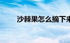 沙棘果怎么摘下来 如何采摘沙棘果