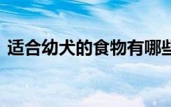 适合幼犬的食物有哪些 如下食物适合幼犬吃