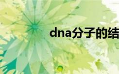 dna分子的结构是什么结构