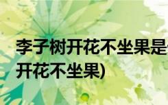 李子树开花不坐果是什么原因 (为什么李子树开花不坐果)