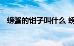 螃蟹的钳子叫什么 螃蟹的钳子应该叫什么