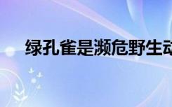 绿孔雀是濒危野生动物吗 绿孔雀的介绍