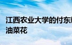 江西农业大学的付东辉教授团队培养出了彩色油菜花