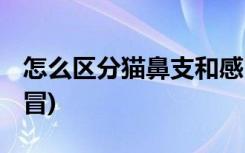 怎么区分猫鼻支和感冒 (如何区分猫鼻支和感冒)