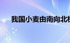 我国小麦由南向北梯次进入集中收获期