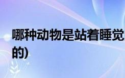 哪种动物是站着睡觉的 (什么动物是站着睡觉的)