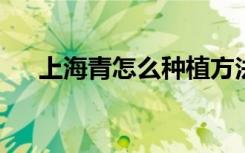 上海青怎么种植方法 (上海青如何种植)