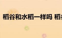 稻谷和水稻一样吗 稻谷和水稻是不是一样的