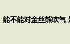 能不能对金丝熊吹气 是否可以对金丝熊吹气