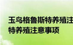 玉鸟格鲁斯特养殖注意事项 关于玉鸟格鲁斯特养殖注意事项