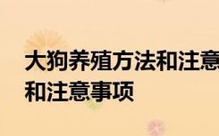 大狗养殖方法和注意事项 关于大狗养殖方法和注意事项