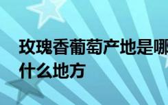 玫瑰香葡萄产地是哪里 玫瑰香葡萄产地属于什么地方