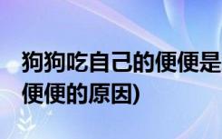 狗狗吃自己的便便是怎么回事 (狗狗吃自己的便便的原因)