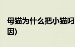 母猫为什么把小猫叼走 (母猫将小猫叼走的原因)