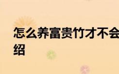 怎么养富贵竹才不会黄叶 养富贵竹的方法介绍