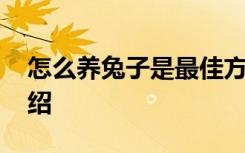 怎么养兔子是最佳方法 养兔子是最佳方法介绍