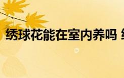 绣球花能在室内养吗 绣球花可以在室内养吗