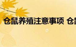 仓鼠养殖注意事项 仓鼠养殖注意事项有哪些