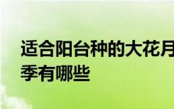 适合阳台种的大花月季 适合阳台种的大花月季有哪些