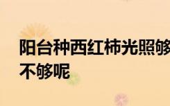 阳台种西红柿光照够吗 阳台种西红柿光照够不够呢