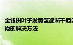 金钱树叶子发黄茎逐渐干瘪怎么办 金钱树叶子发黄茎逐渐干瘪的解决方法