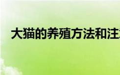 大猫的养殖方法和注意事项 大猫如何养殖