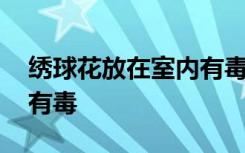 绣球花放在室内有毒吗 绣球花放在室内有没有毒