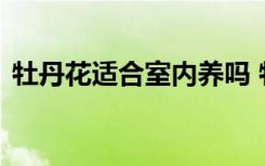 牡丹花适合室内养吗 牡丹花可以在室内养吗