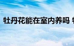 牡丹花能在室内养吗 牡丹花是否能在室内养