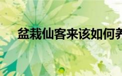 盆栽仙客来该如何养呢 如何养殖仙客来