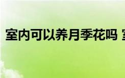 室内可以养月季花吗 室内是否可以养月季花