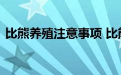 比熊养殖注意事项 比熊养殖注意事项有哪些