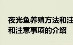 夜光鱼养殖方法和注意事项 夜光鱼养殖方法和注意事项的介绍