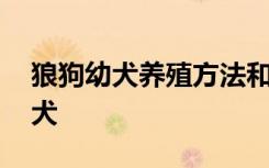 狼狗幼犬养殖方法和注意事项 如何养狼狗幼犬