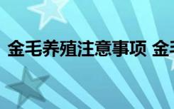 金毛养殖注意事项 金毛养殖注意事项有哪些