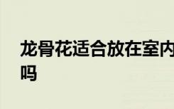 龙骨花适合放在室内吗 龙骨花可以放在室内吗