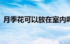 月季花可以放在室内吗 月季花能放在室内吗