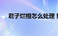 君子烂根怎么处理 如何解决君子兰烂根