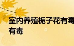 室内养殖栀子花有毒吗 室内养殖栀子花是否有毒