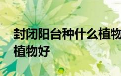 封闭阳台种什么植物好 封闭阳台适合种什么植物好