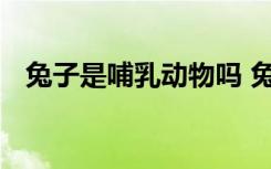 兔子是哺乳动物吗 兔子是不是哺乳动物呢